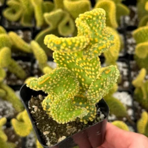 Golden Wavy Cactus Live Plant - Opuntia Microdasys Monstrosus Succulent in 2.5'' Pot - Image 2