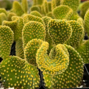 Golden Wavy Cactus Live Plant - Opuntia Microdasys Monstrosus Succulent in 2.5'' Pot - Image 5