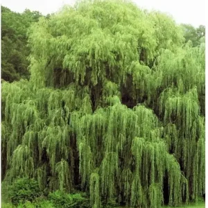 Golden Weeping Willow Tree Seeds - 5 Count - Ready to Plant Outdoor - Image 1