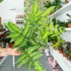 Golden Zebra Fern Live Plant – Pteris cretica Albolineata – 2 inch Pot – Indoor Foliage - Image 1