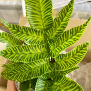 Golden Zebra Fern Live Plant Starter - Indoor Potted Plant - Image 2