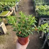 Goldfish Christmas Holly | Goldfish Hybrid Plant | Nematanthus hybrid | 2in pot | 4in pot - Image 1