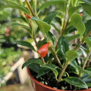 Goldfish Christmas Holly | Goldfish Hybrid Plant | Nematanthus hybrid | 2in pot | 4in pot - Image 2