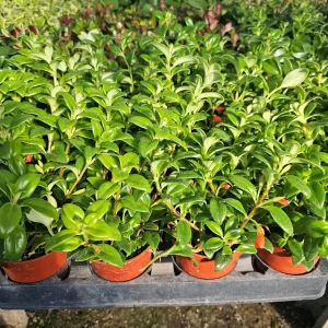 Goldfish Christmas Holly | Goldfish Hybrid Plant | Nematanthus hybrid | 2in pot | 4in pot - Image 3