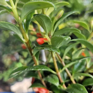 Goldfish Christmas Holly | Goldfish Hybrid Plant | Nematanthus hybrid | 2in pot | 4in pot - Image 7