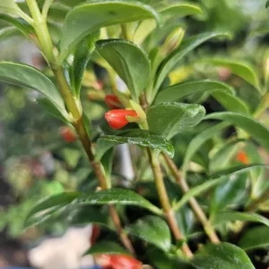 Goldfish Plant Live - Nematanthus Gregarius - 5-8