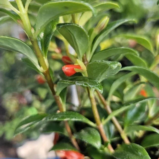 Goldfish Plant Live - Nematanthus Gregarius - 5-8" Tall - 2" Pot - Indoor Houseplant - Image 3