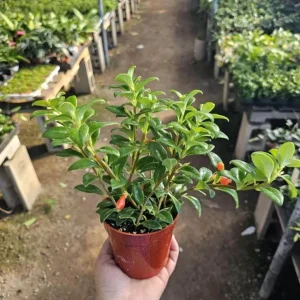 Goldfish Plant Live - Nematanthus Gregarius - 5-8