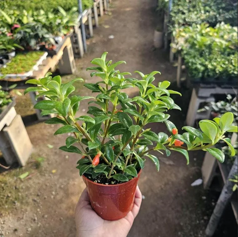 Goldfish Plant Live - Nematanthus Gregarius - 5-8" Tall - 2" Pot - Indoor Houseplant - Image 1