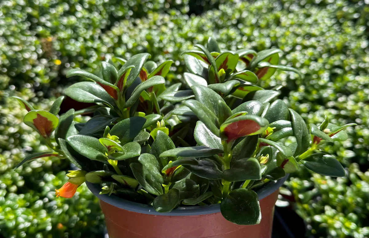 Goldfish Plant Live Plant - Columnea Nematanthus Indoor Houseplant 4-6 inch Pot - Image 3