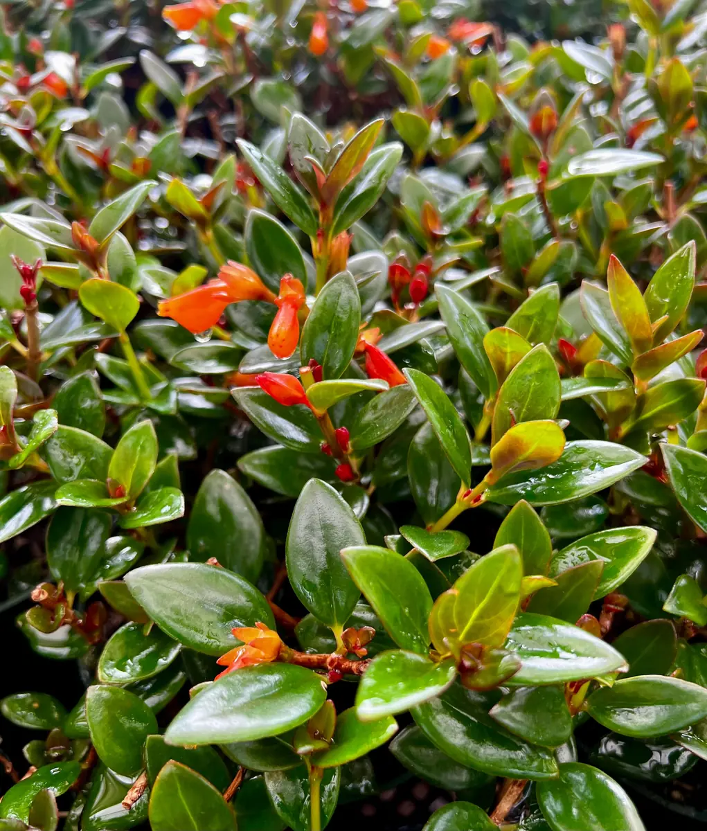 Goldfish Plant Live Plant - Columnea Nematanthus Indoor Houseplant 4-6 inch Pot - Image 1