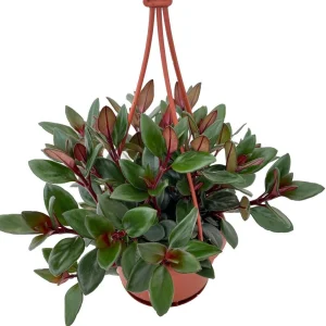 Goldfish Plant Live Plant - Nematanthus - 4 inch Mini Hanging Basket - Indoor - Image 2
