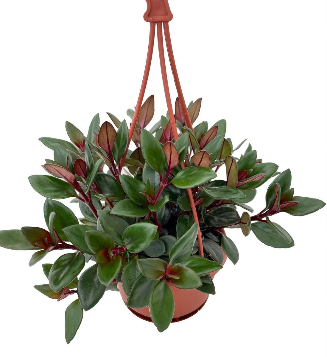 Goldfish Plant Live Plant - Nematanthus - 4 inch Mini Hanging Basket - Indoor - Image 2