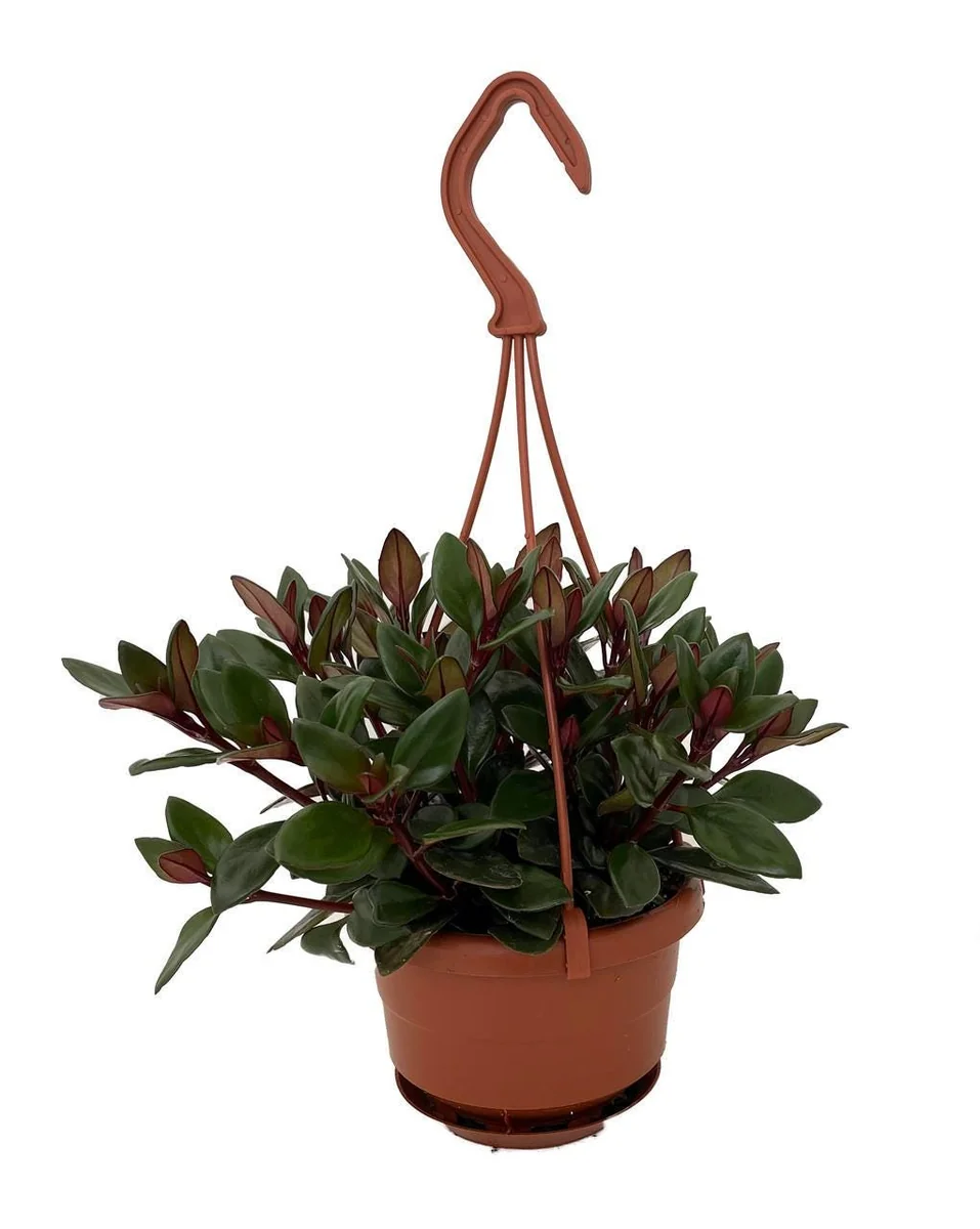 Goldfish Plant Live Plant - Nematanthus - 4 inch Mini Hanging Basket - Indoor - Image 1
