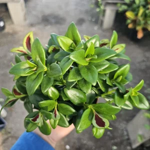 Goldfish Plant Shady Lady Marlene - Nematanthus gregarius Live Houseplant, 2in or 4in Pot - Image 2