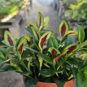 Goldfish Plant Shady Lady Marlene - Nematanthus gregarius Live Houseplant, 2in or 4in Pot - Image 1