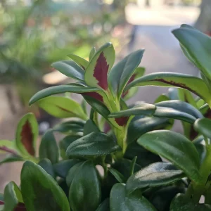 Goldfish Plant Shady Lady Marlene - Nematanthus gregarius Live Houseplant, 2in or 4in Pot - Image 5