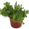 Goldmoss Sedum Live Plant - Stonecrop Succulent - 2.5 inch Pot - Outdoor - Image 1