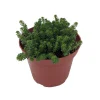 Goldmoss Sedum Live Plant - Stonecrop Succulent - 3.7 inch Pot - Outdoor Groundcover - Image 1