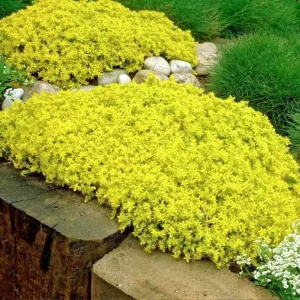 Goldmoss Sedum Live Plant - Stonecrop Succulent - 3.7 inch Pot - Outdoor Groundcover - Image 2