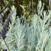 Goodwin Creek Lavender Live Plant - Aromatic Herb for Indoors or Outdoors, 1 inch Plug - Image 1