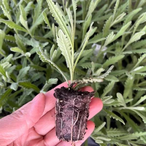 Goodwin Creek Lavender Live Plant - Aromatic Herb for Indoors or Outdoors, 1 inch Plug - Image 2