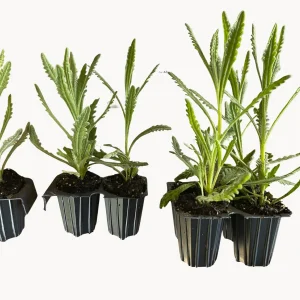 Goodwin Creek Lavender Live Plant - Aromatic Herb for Indoors or Outdoors, 1 inch Plug - Image 4