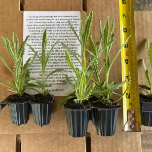 Goodwin Creek Lavender Live Plant - Aromatic Herb for Indoors or Outdoors, 1 inch Plug - Image 5