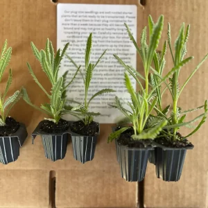 Goodwin Creek Lavender Live Plant - Aromatic Herb for Indoors or Outdoors, 1 inch Plug - Image 7