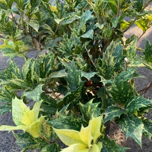 Goshiki Fall Holly Live Plant - Variegated Osmanthus Heterophyllus 'Goshiki' Shrub - 1 Gallon Pot - Image 2