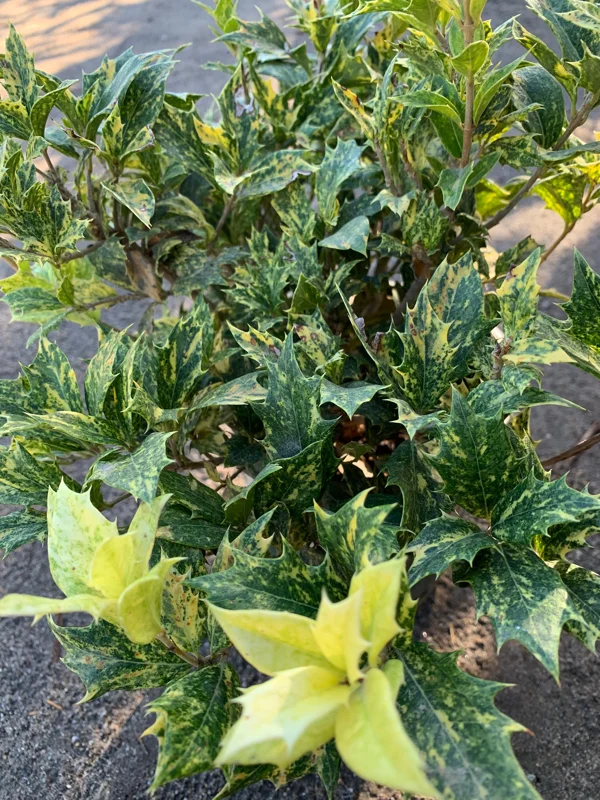 Goshiki Fall Holly Live Plant - Variegated Osmanthus Heterophyllus 'Goshiki' Shrub - 1 Gallon Pot - Image 2