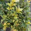 Goshiki Fall Holly Live Plant - Variegated Osmanthus Heterophyllus 'Goshiki' Shrub - 1 Gallon Pot - Image 1