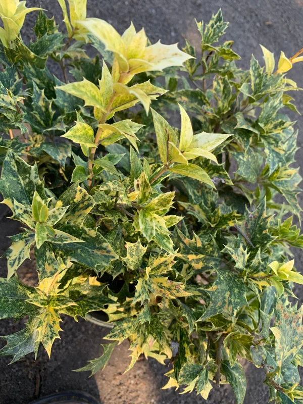 Goshiki Fall Holly Live Plant - Variegated Osmanthus Heterophyllus 'Goshiki' Shrub - 1 Gallon Pot - Image 1
