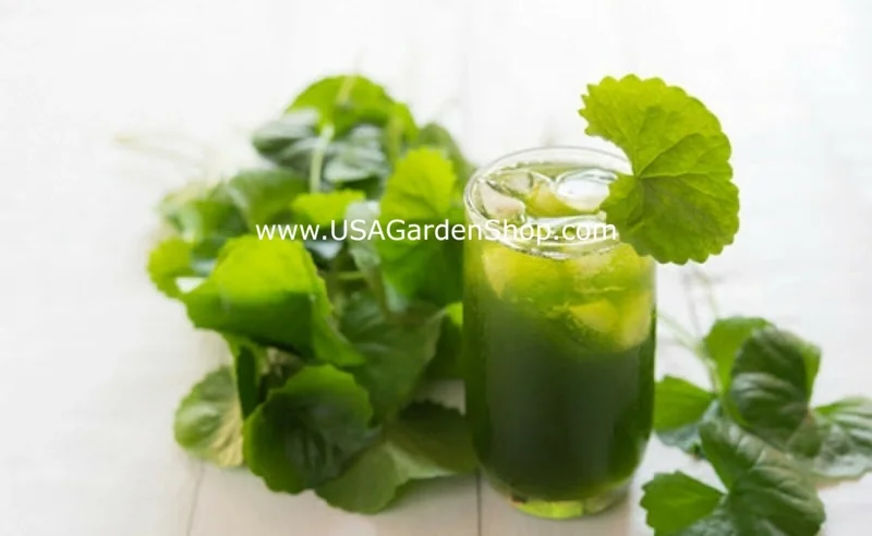 Gotu Kola Live Plant - Centella Asiatica Pennywort Herb - 3 Plants - Image 10