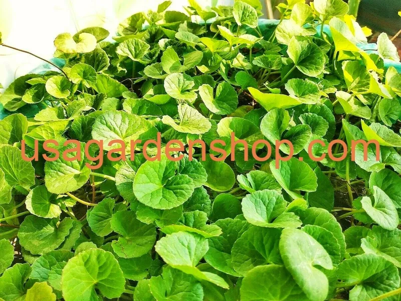 Gotu Kola Live Plant - Centella Asiatica Pennywort Herb - 3 Plants - Image 3