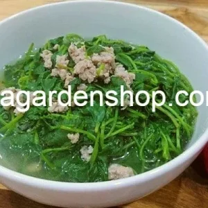 Gotu Kola Live Plant - Centella Asiatica Pennywort Herb - 3 Plants - Image 4