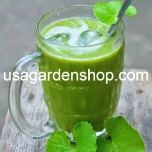 Gotu Kola Live Plant - Centella Asiatica Pennywort Herb - 3 Plants - Image 5