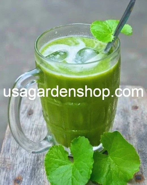 Gotu Kola Live Plant - Centella Asiatica Pennywort Herb - 3 Plants - Image 5