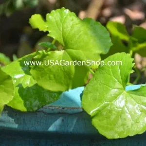 Gotu Kola Live Plant - Centella Asiatica Pennywort Herb - 3 Plants - Image 7