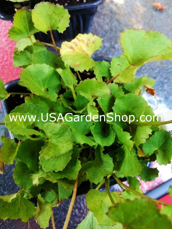 Gotu Kola Live Plant - Centella Asiatica Pennywort Herb - 3 Plants - Image 8