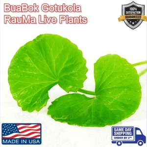 Gotu Kola Live Plant - Centella Asiatica Pennywort Herb - 3 Plants - Image 1