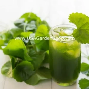 Gotu Kola Pennywort Live Plant - Centella Asiatica Herb - 3 Pack - Organic, Fast Growing - Image 10