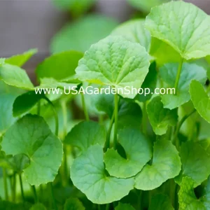 Gotu Kola Pennywort Live Plant - Centella Asiatica Herb - 3 Pack - Organic, Fast Growing - Image 2