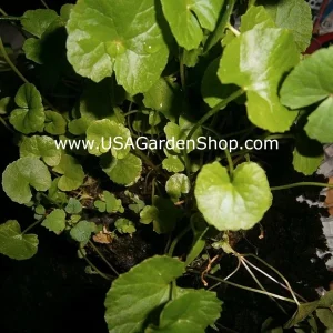 Gotu Kola Pennywort Live Plant - Centella Asiatica Herb - 3 Pack - Organic, Fast Growing - Image 9