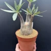 Gracilius Live Plant – Rare Exotic Succulent for Collectors – Bare Root - Image 1