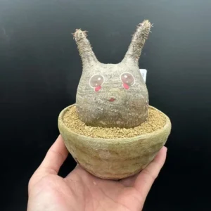 Gracilius Live Plant – Rare Exotic Succulent for Collectors – Bare Root - Image 2