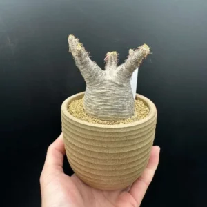 Gracilius Live Plant – Rare Exotic Succulent for Collectors – Bare Root - Image 5