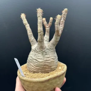 Gracilius Live Plant – Rare Exotic Succulent for Collectors – Bare Root - Image 7