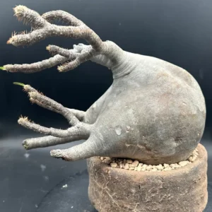 Gracilius Live Plant – Rare Exotic Succulent for Collectors – Bare Root - Image 8