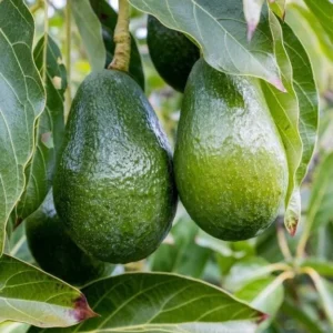 Grafted Avocado Tree Live Plant - Super Hass, Persea americana, 3 Gallon Pot - Image 3